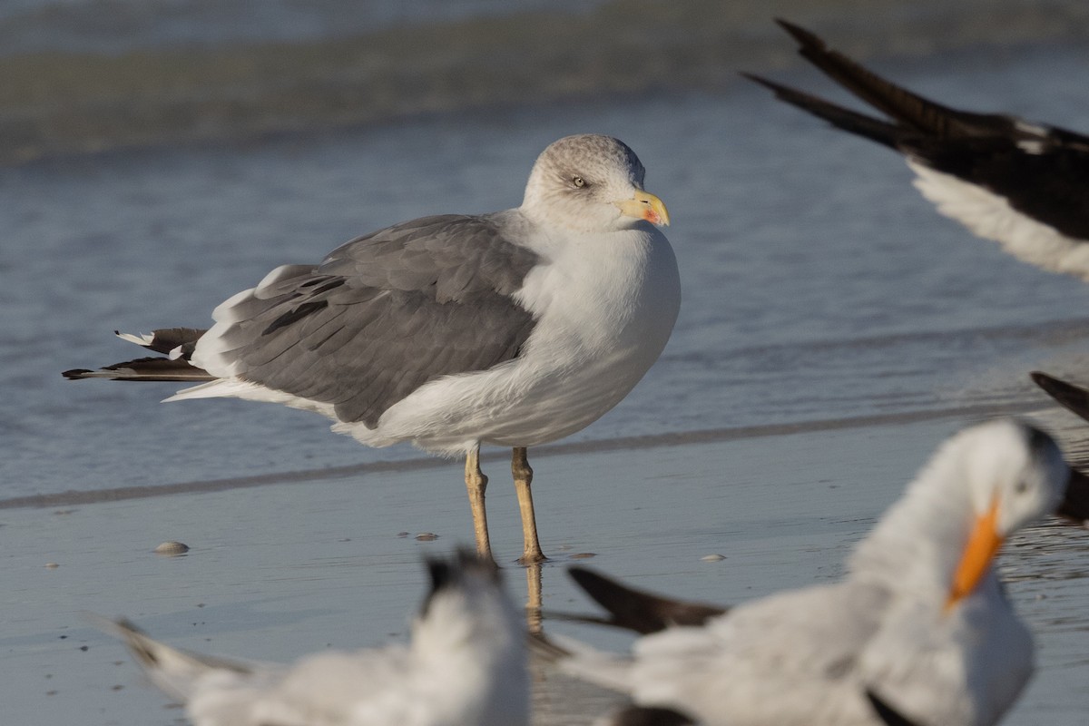 Мартин чорнокрилий - ML646307189