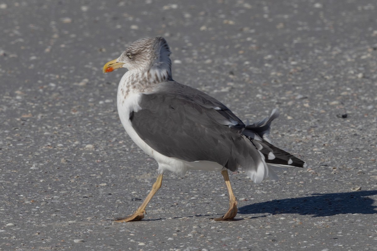 Мартин чорнокрилий - ML646307190