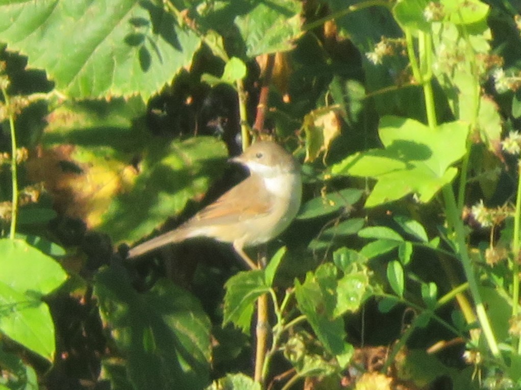 Кропив'янка сіра - ML646307191