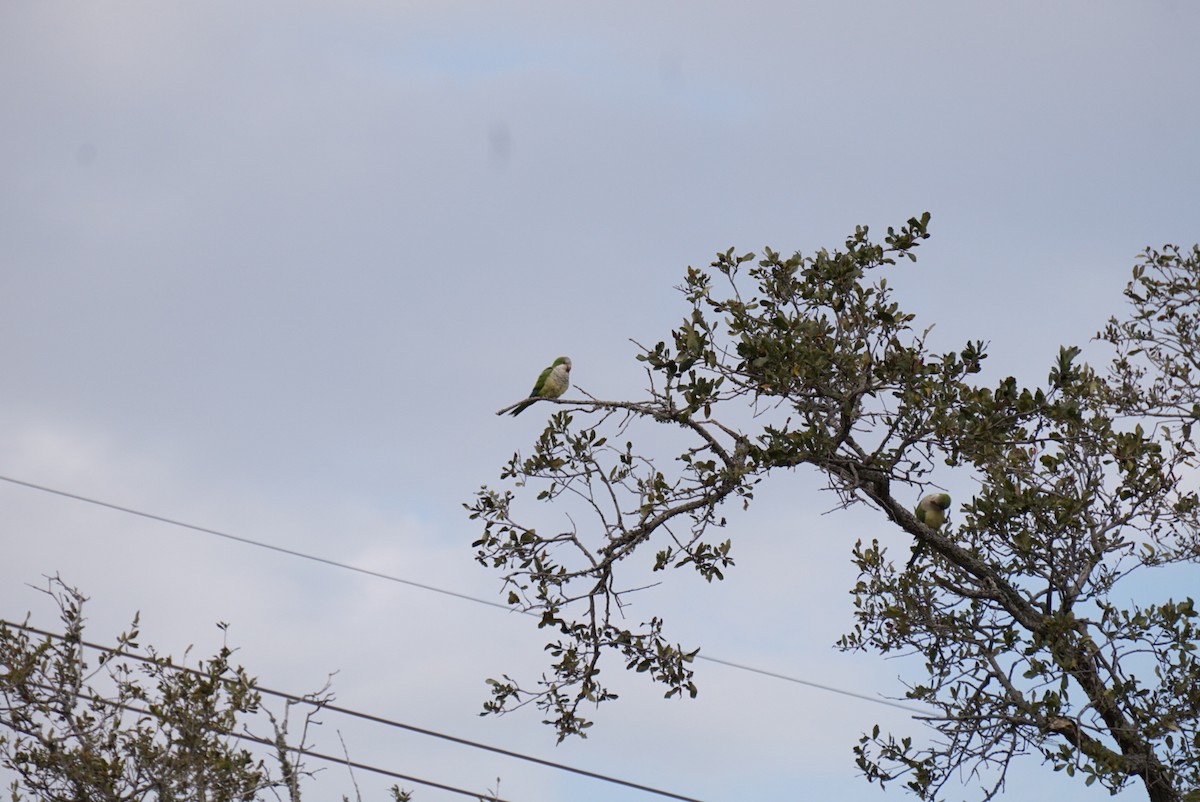 Калита сіроволий - ML646307192