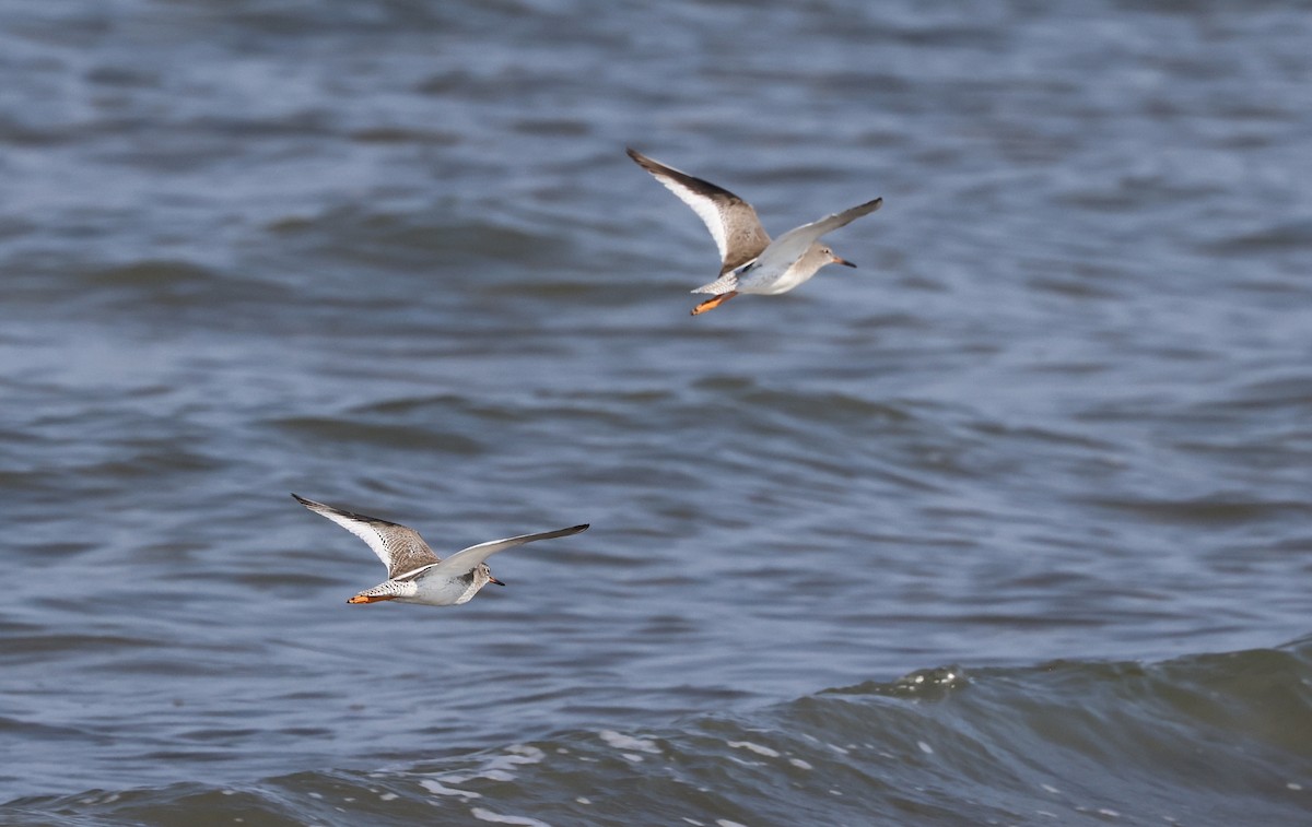 Коловодник звичайний - ML646307193