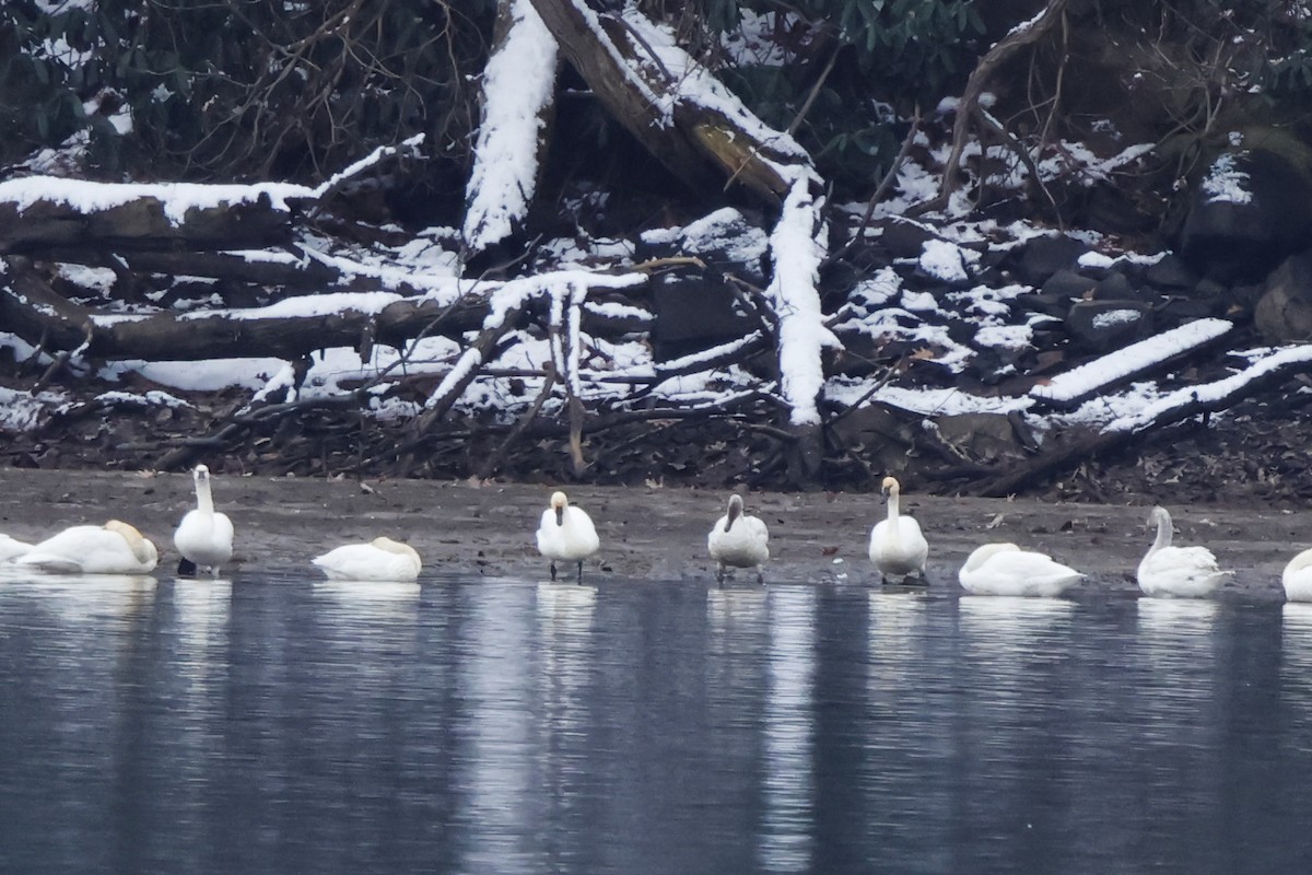 Лебідь чорнодзьобий - ML646307194