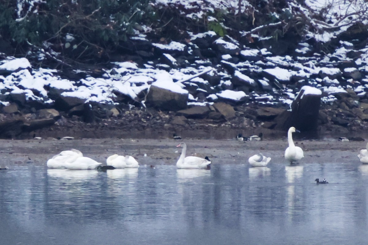 Лебідь чорнодзьобий - ML646307195