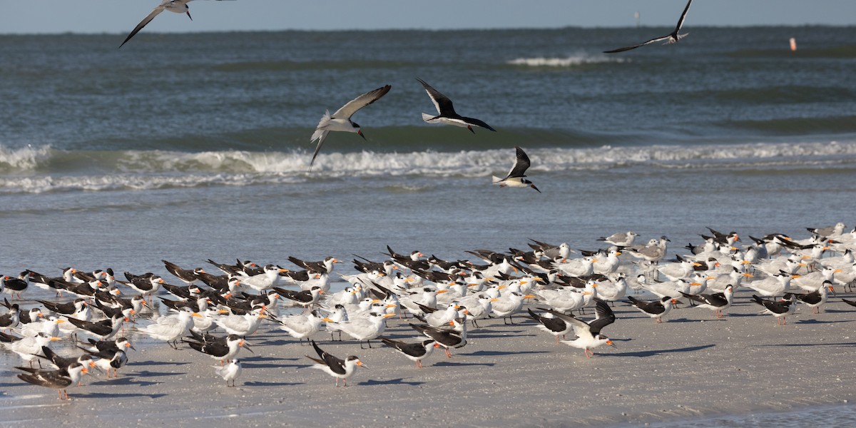 Водоріз американський - ML646307197