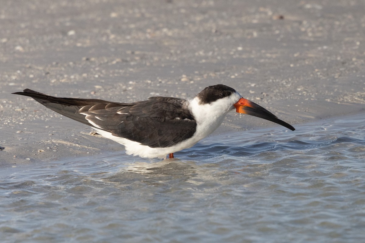 Водоріз американський - ML646307198