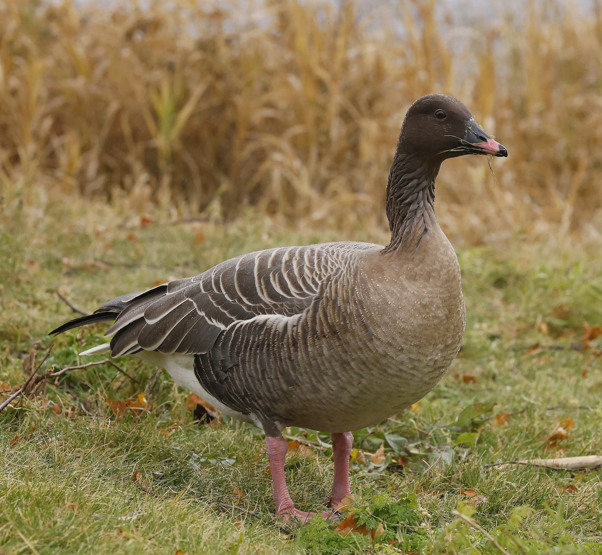 Гуменник короткодзьобий - ML646307199