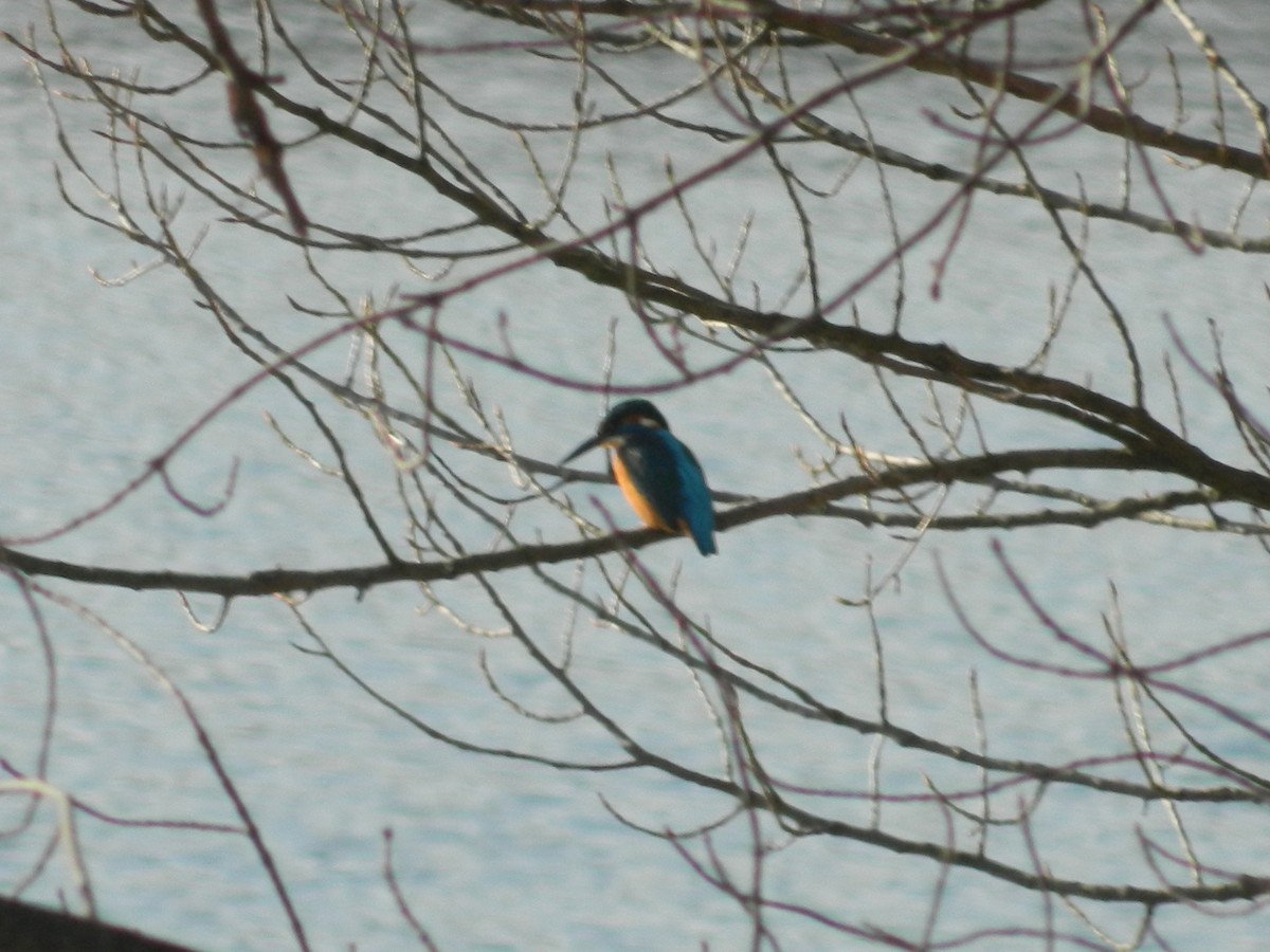 Рибалочка блакитний - ML646307201