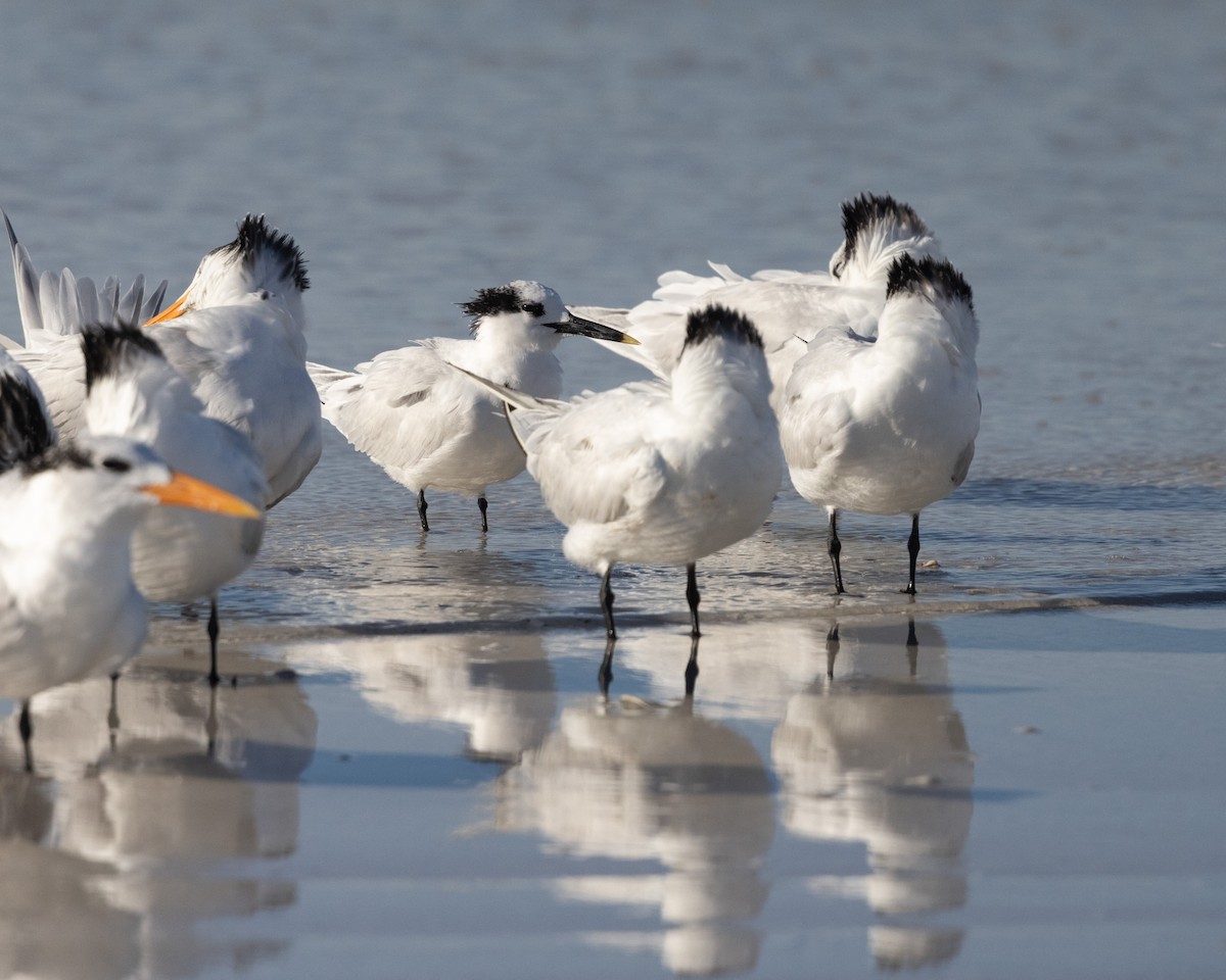 Крячок рябодзьобий - ML646307202