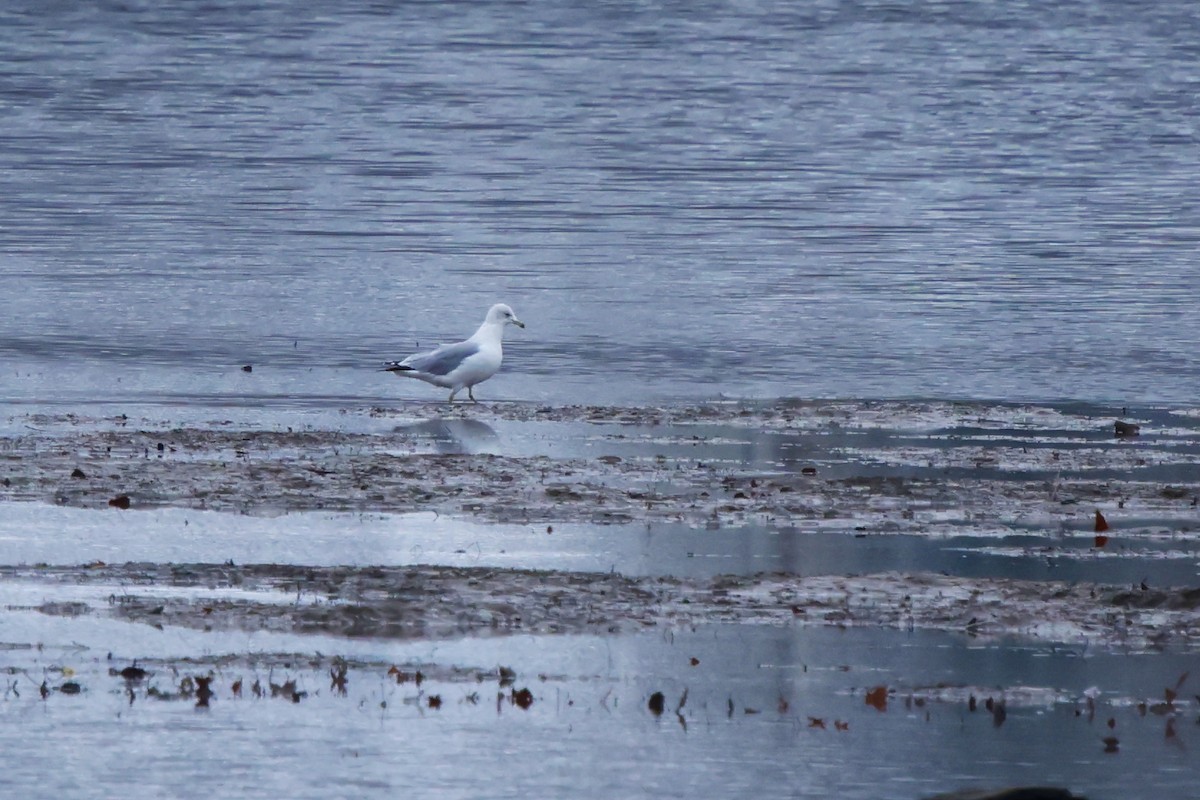 Мартин делаверський - ML646307203