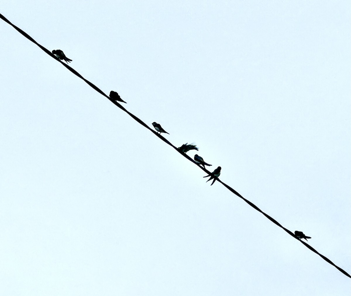 Ластівка берегова - ML646307204