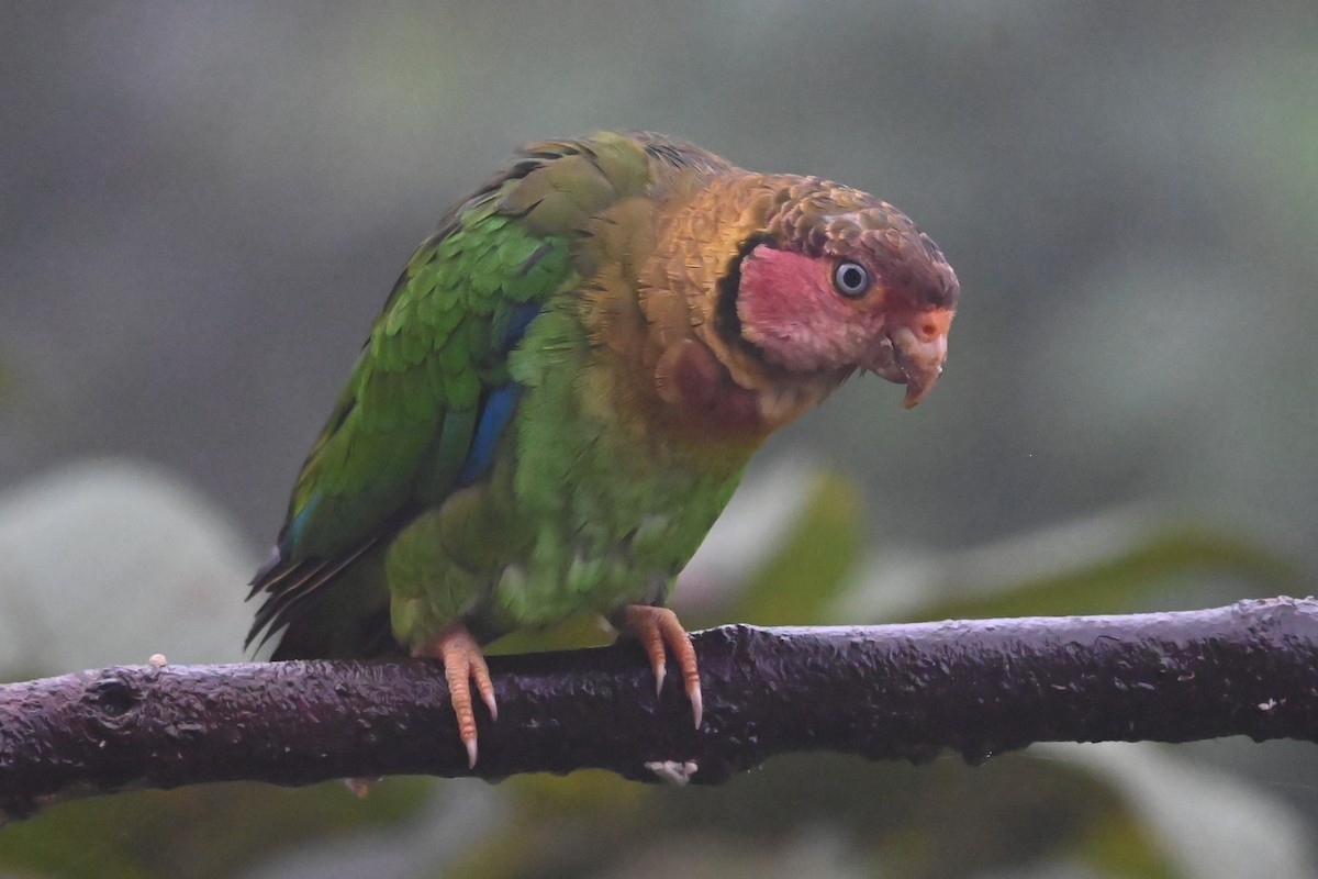 Каїка рожевощокий - ML646307205