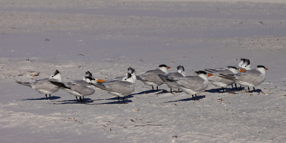 Крячок королівський - ML646307206