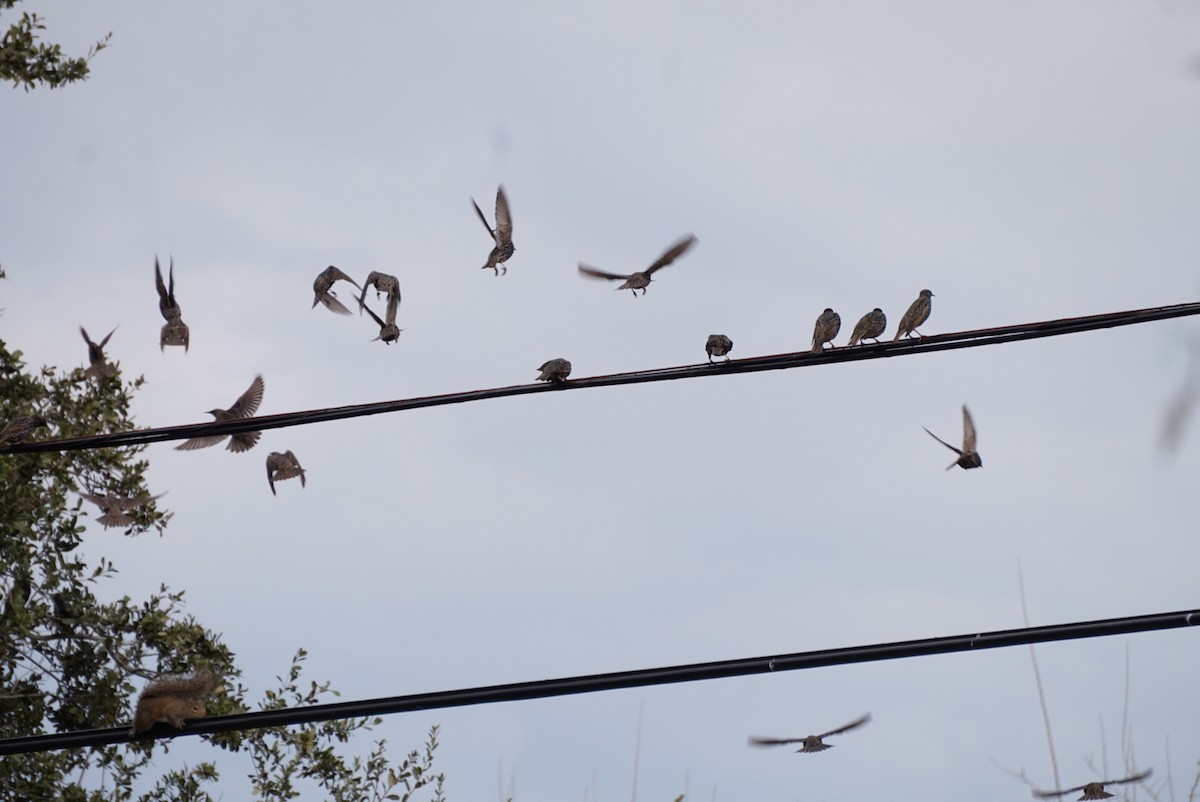 Шпак звичайний - ML646307207