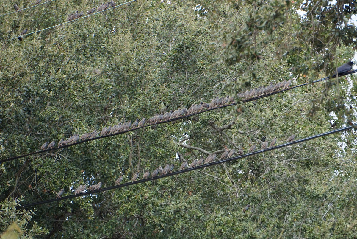 Шпак звичайний - ML646307208