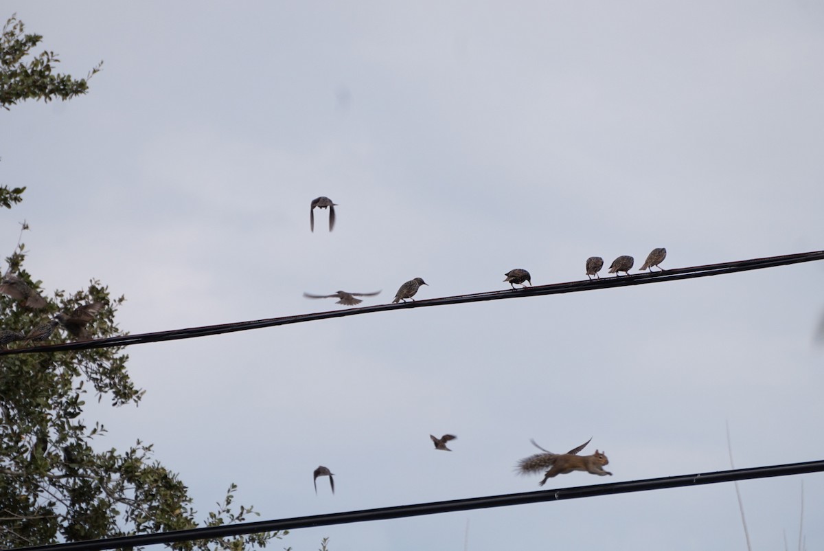 Шпак звичайний - ML646307209