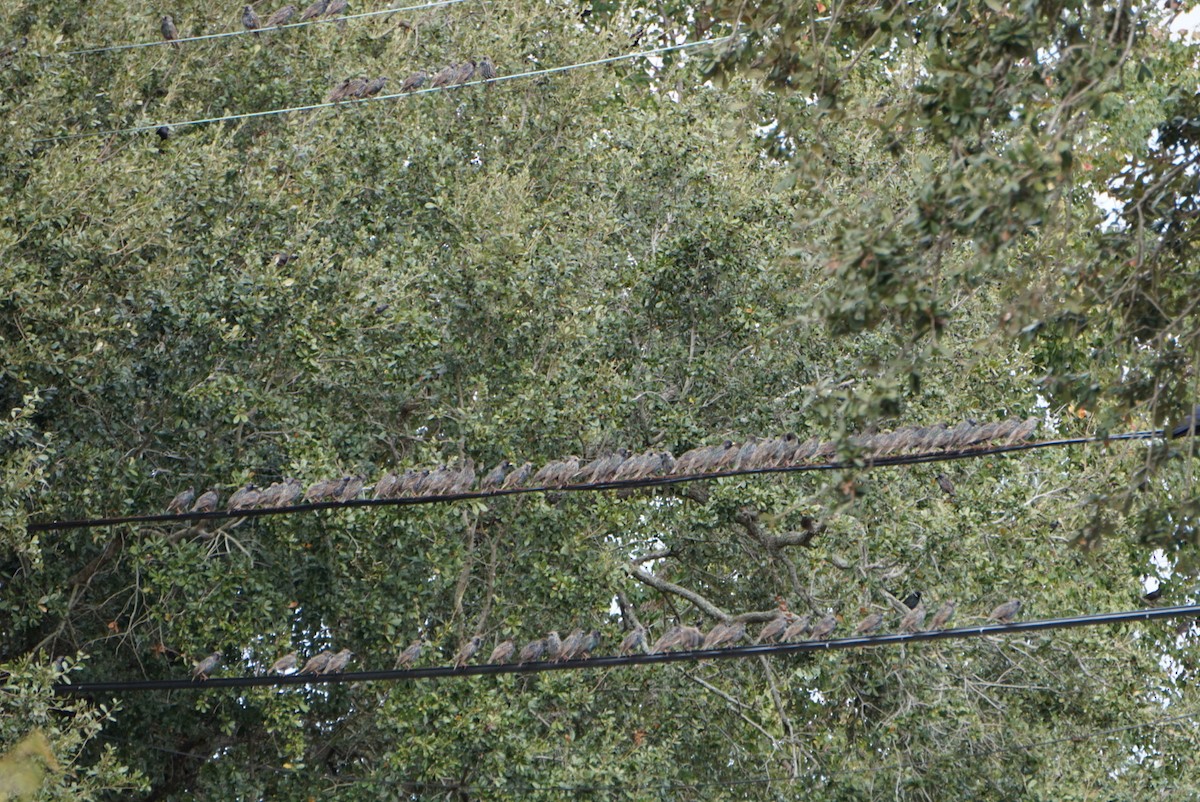 Шпак звичайний - ML646307210