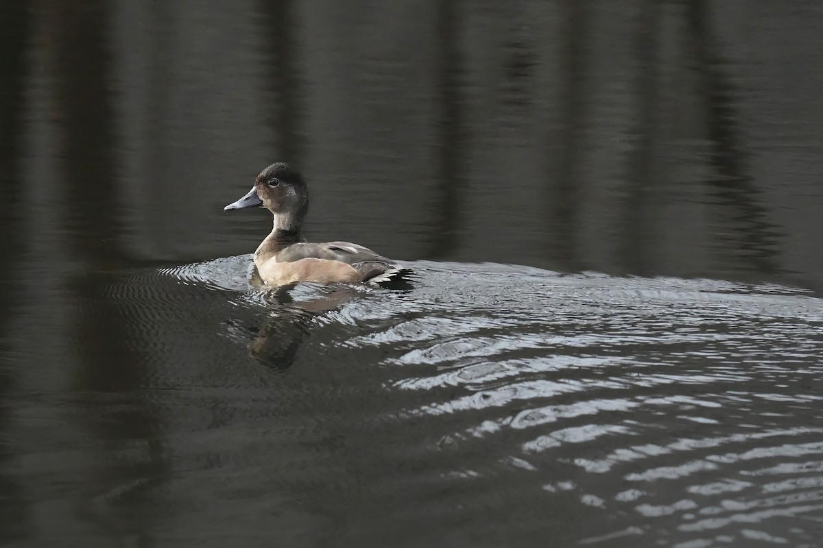 Чернь канадська - ML646307211