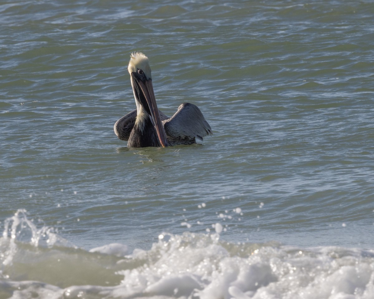 Пелікан бурий - ML646307212