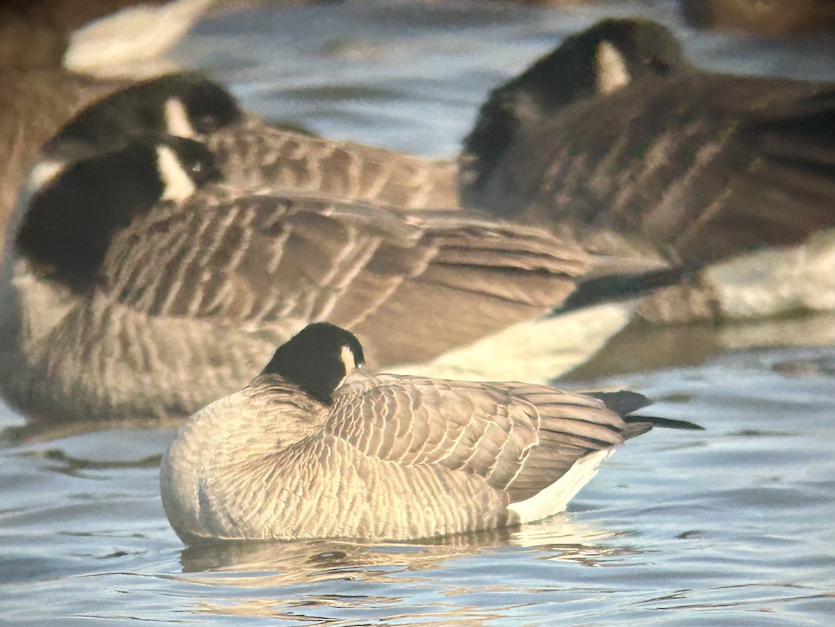 Cackling Goose (Richardson's) - ML646307213