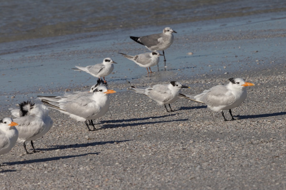 Forster's Tern - ML646307214