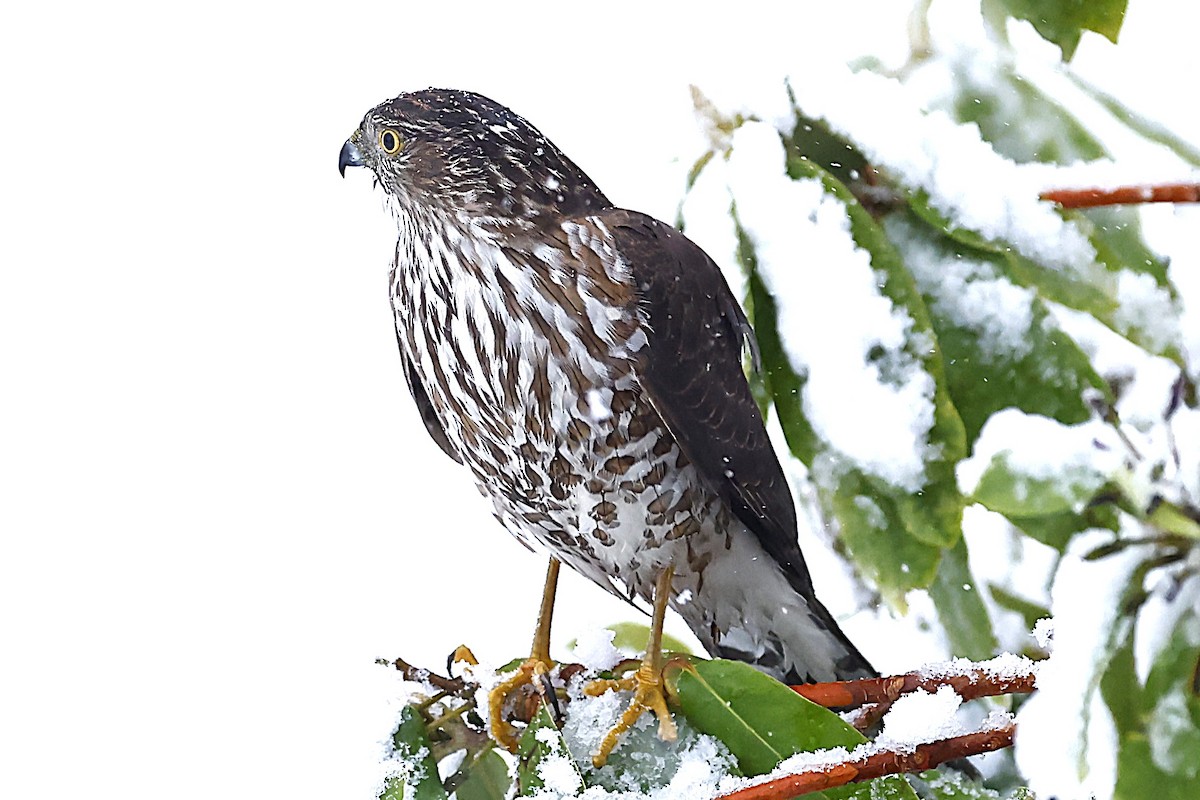 Sharp-shinned Hawk - ML646307222