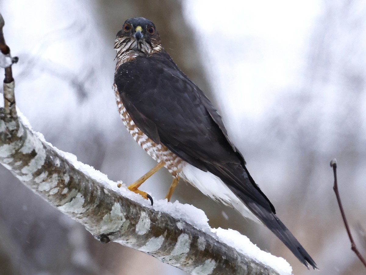 Sharp-shinned Hawk - ML646307223