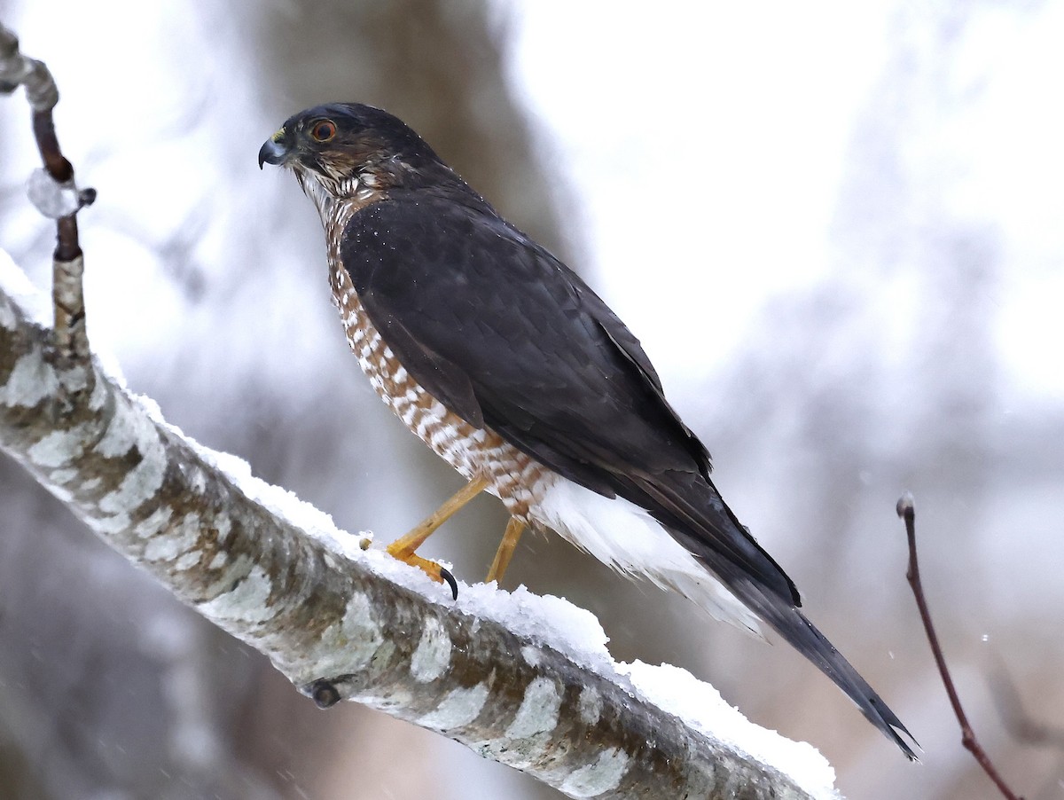 Sharp-shinned Hawk - ML646307224