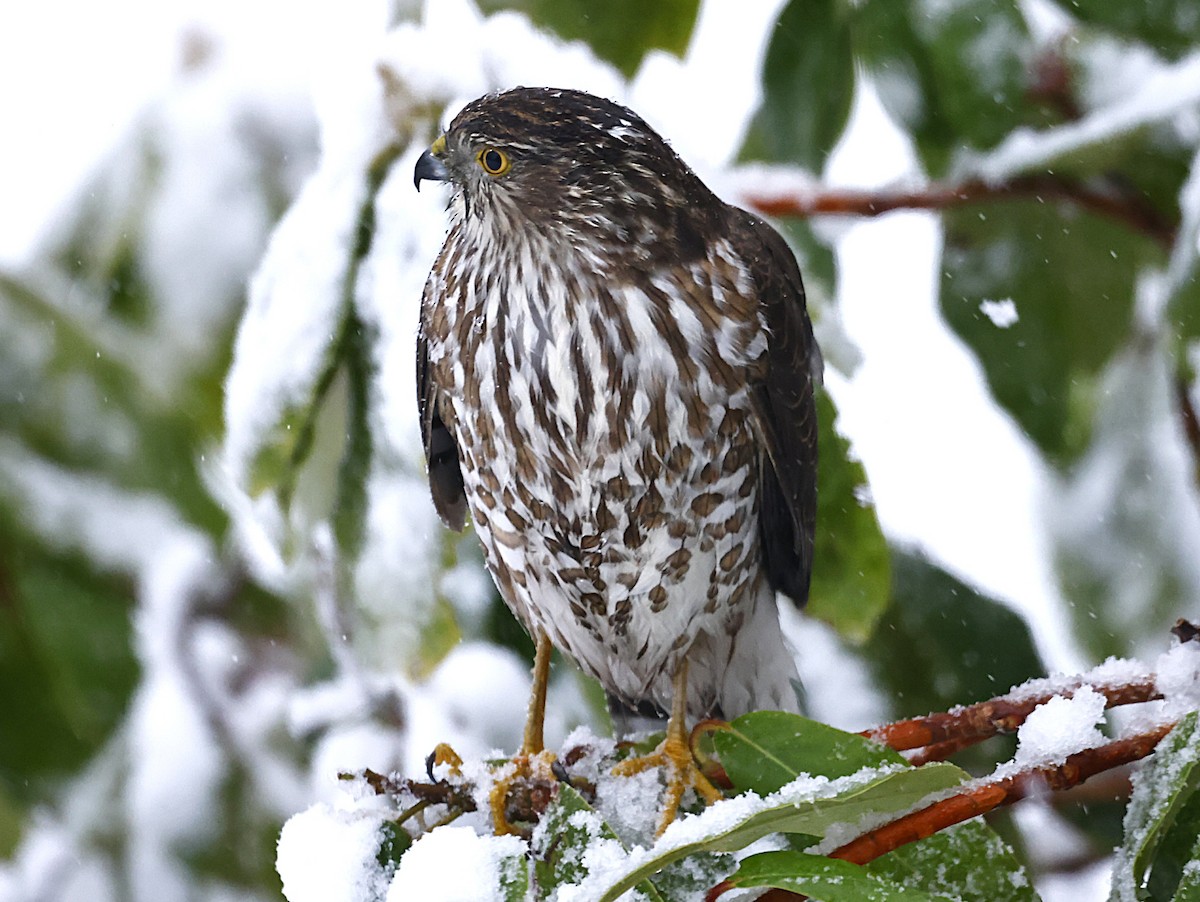 Sharp-shinned Hawk - ML646307225