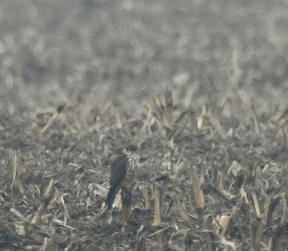 Merlin - ML646307226