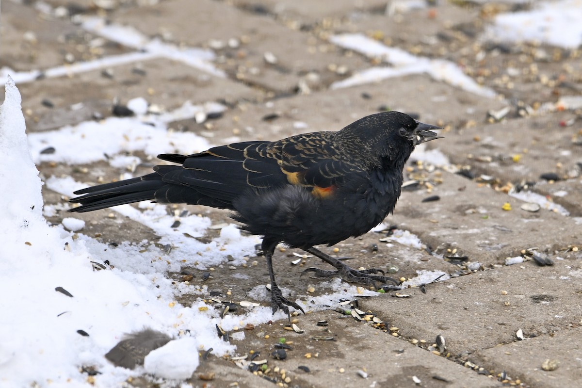 Red-winged Blackbird - ML646307229