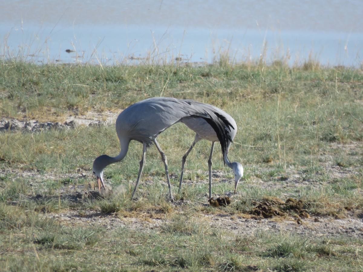 Grulla del Paraíso - ML646307230