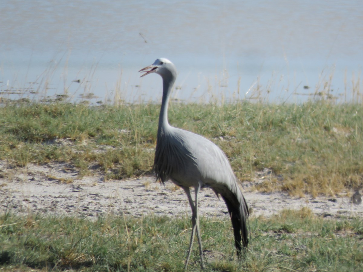 Lertsun urdina - ML646307231