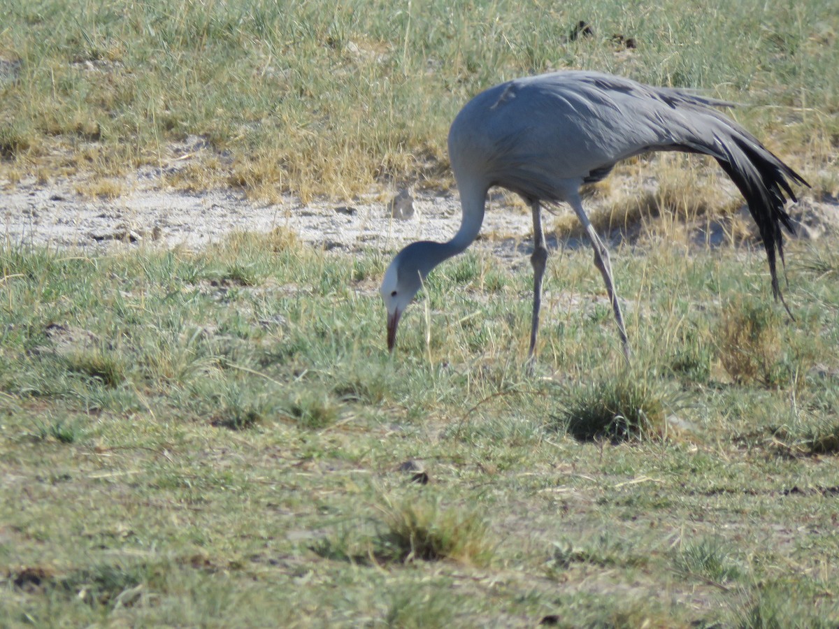 Grulla del Paraíso - ML646307233