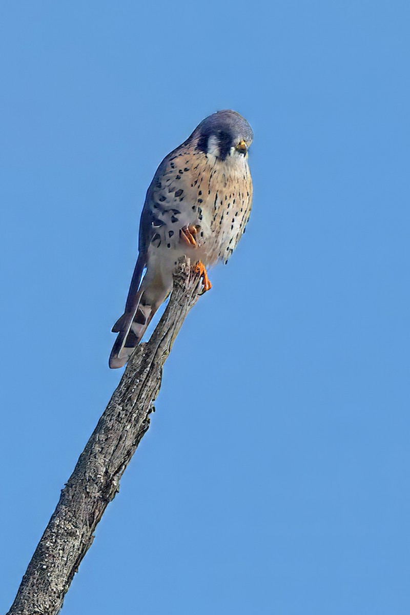 American Kestrel - ML646307235