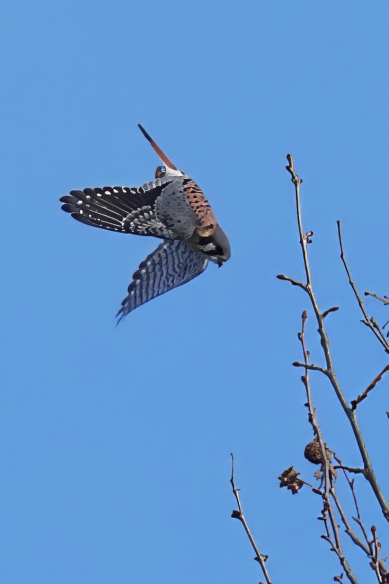 American Kestrel - ML646307244