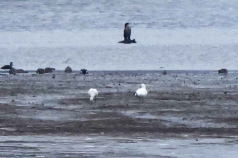 husa bělostná - ML646307246