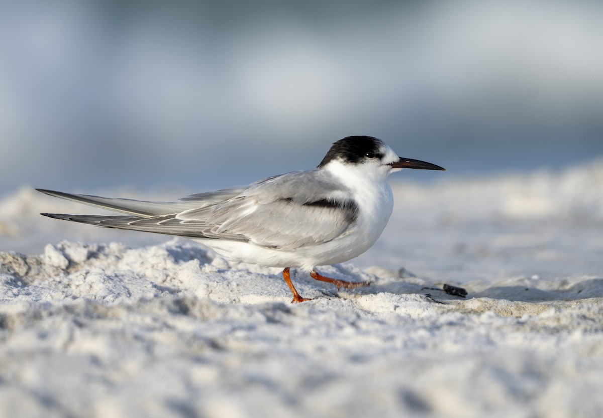 Common Tern - ML646307248