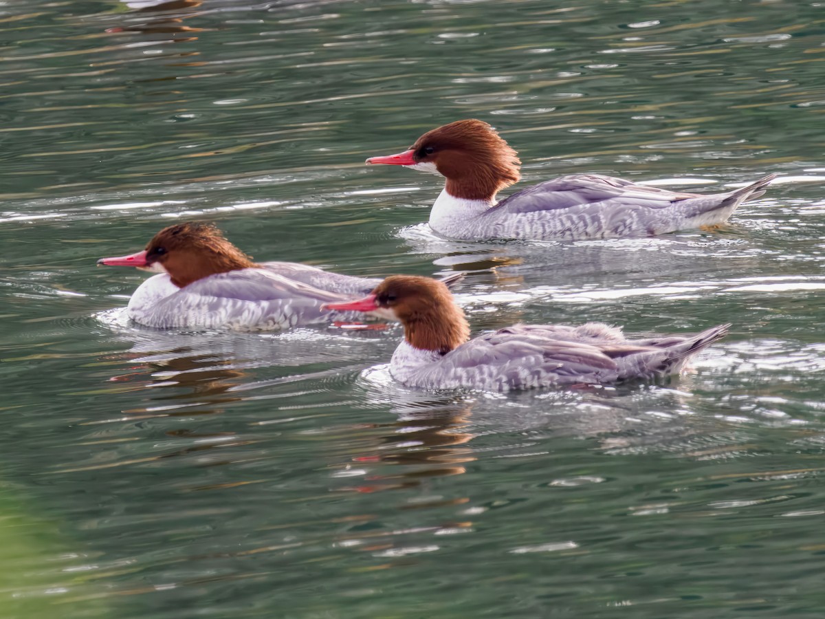 מרגון גדול - ML646307262