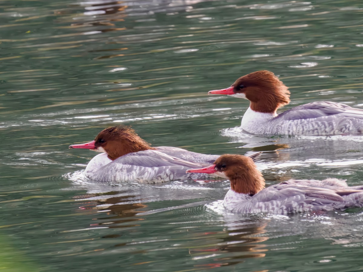 מרגון גדול - ML646307263
