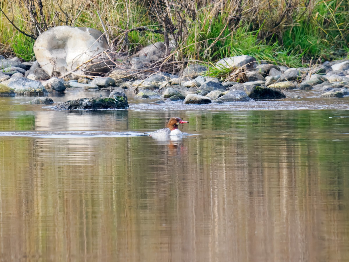 מרגון גדול - ML646307266