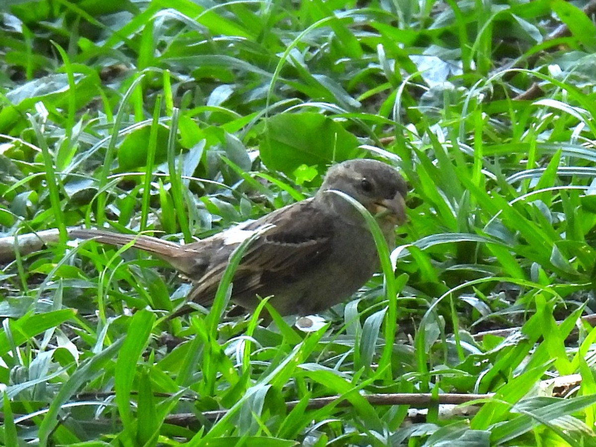 Gorrión Común - ML646307271