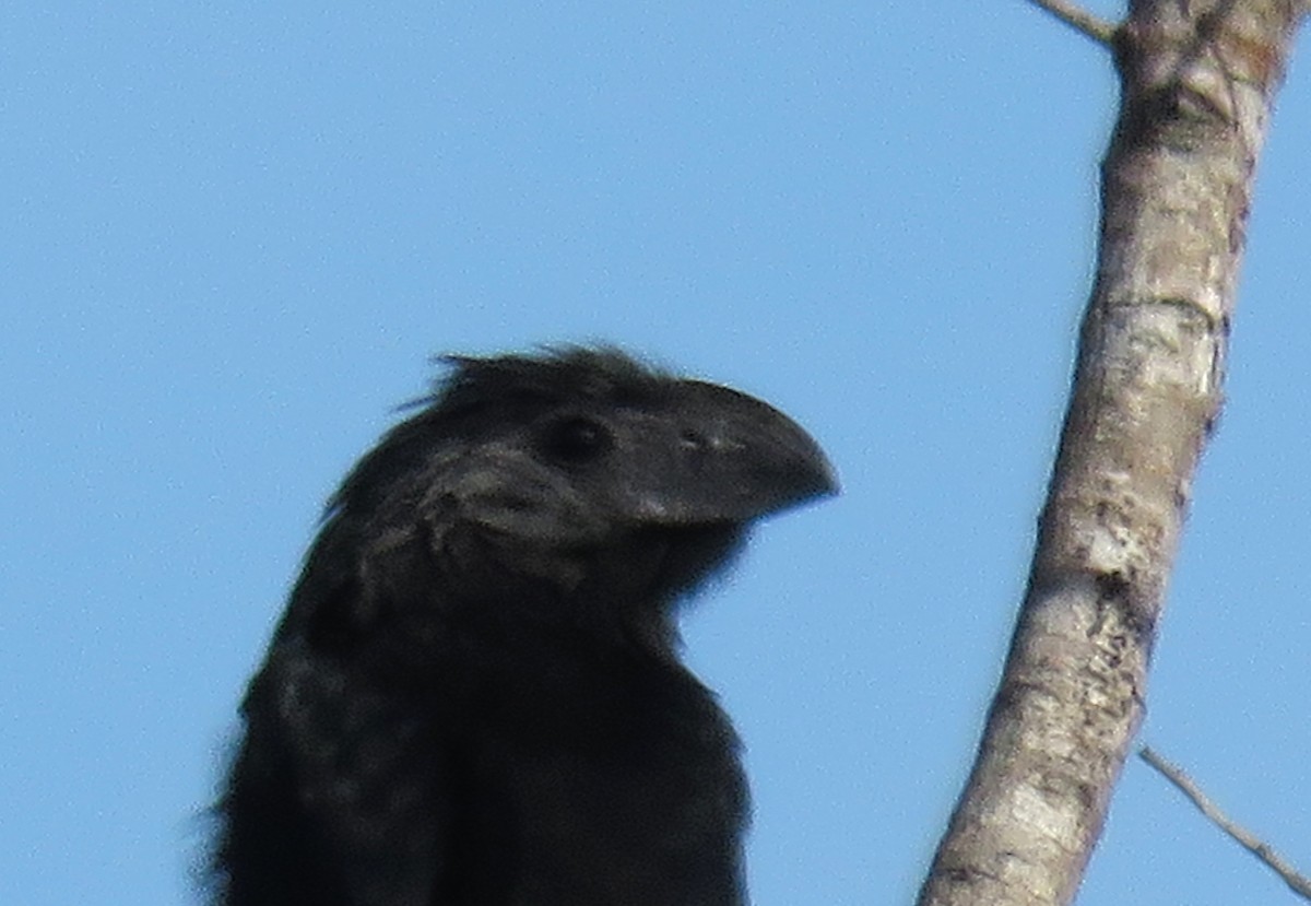 Groove-billed Ani - ML646307272