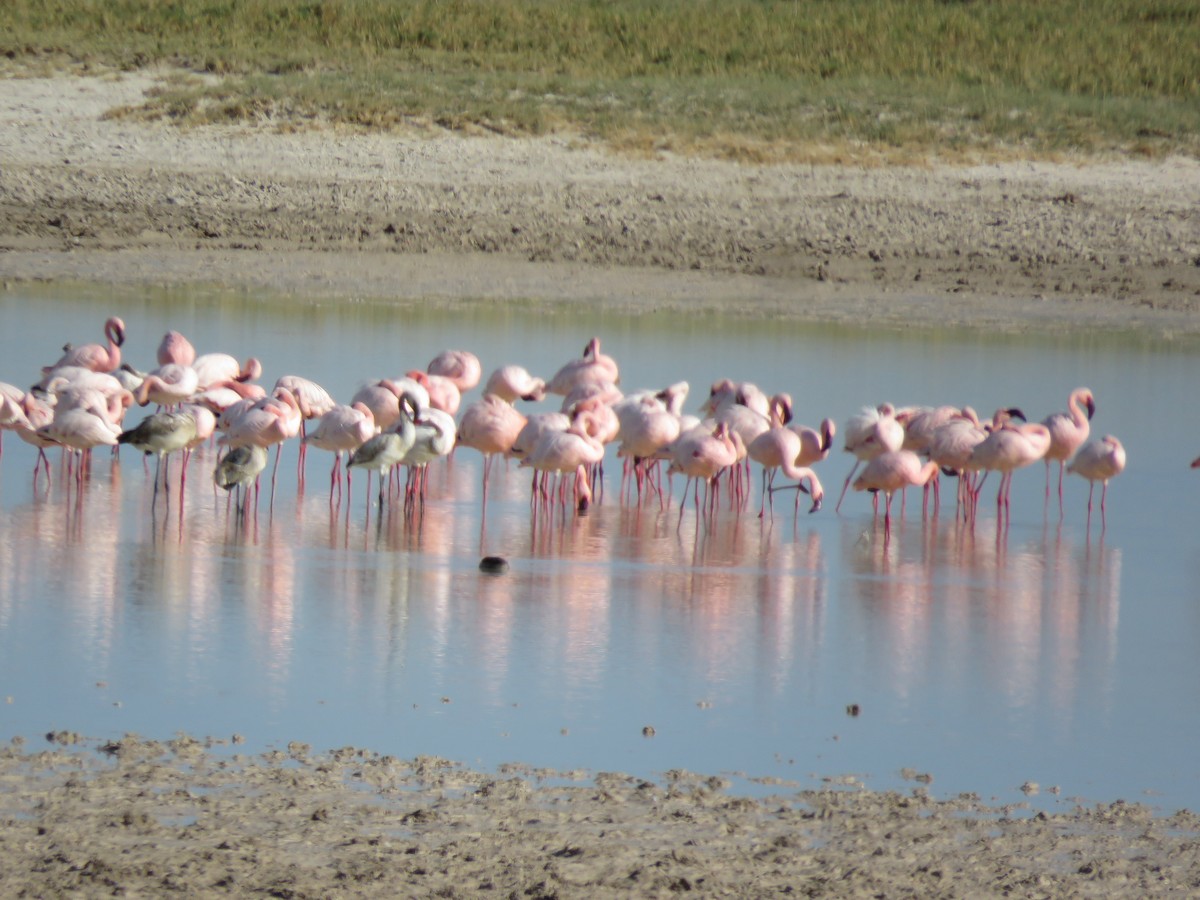 Малый фламинго - ML646307273