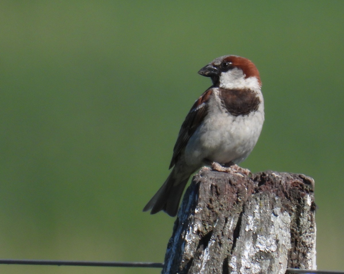 Gorrión Común - ML646307274