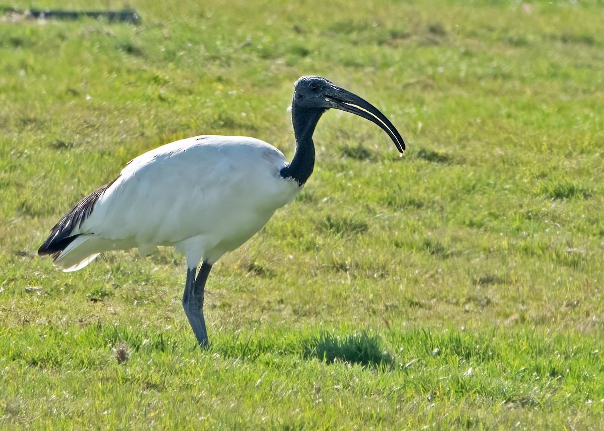 African Sacred Ibis - ML646307275