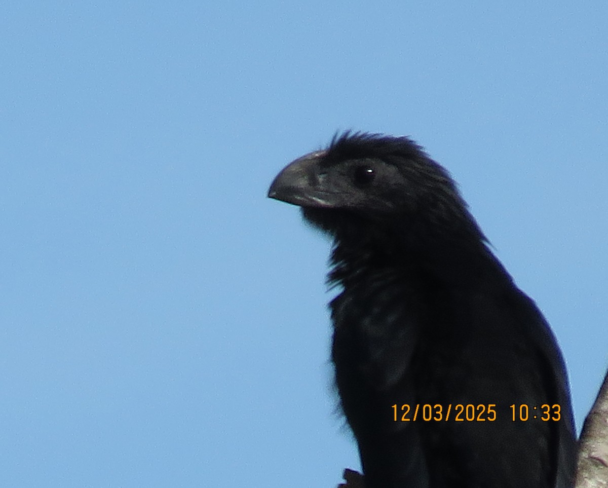 Groove-billed Ani - ML646307284