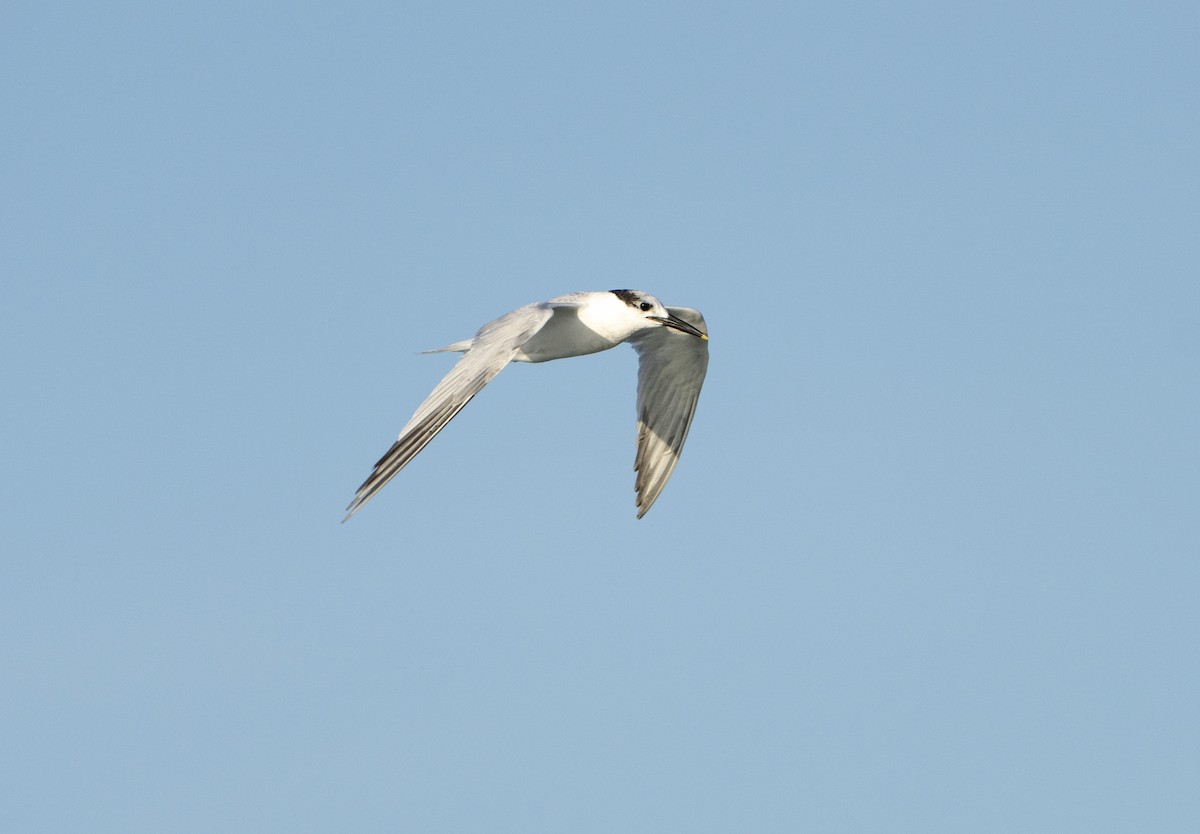 Sandwich Tern - ML646307285