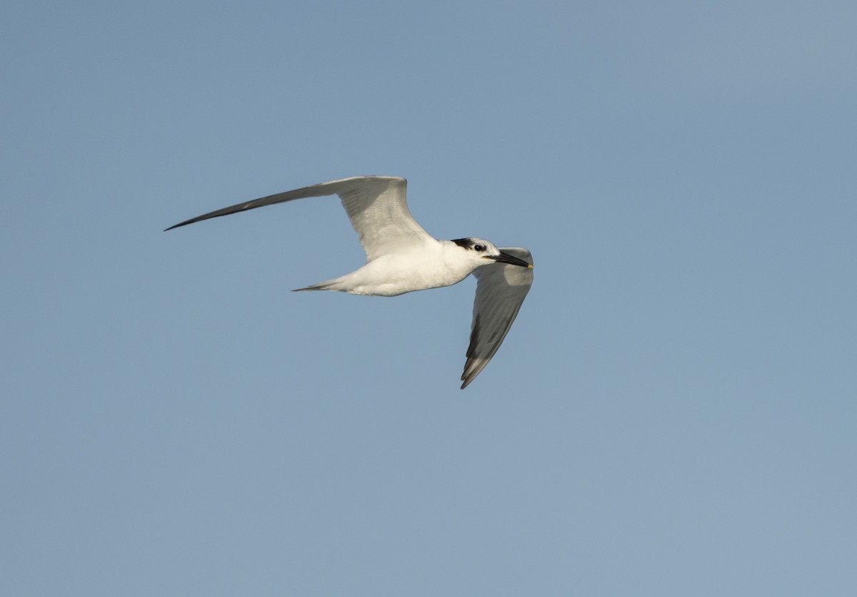 Sandwich Tern - ML646307288