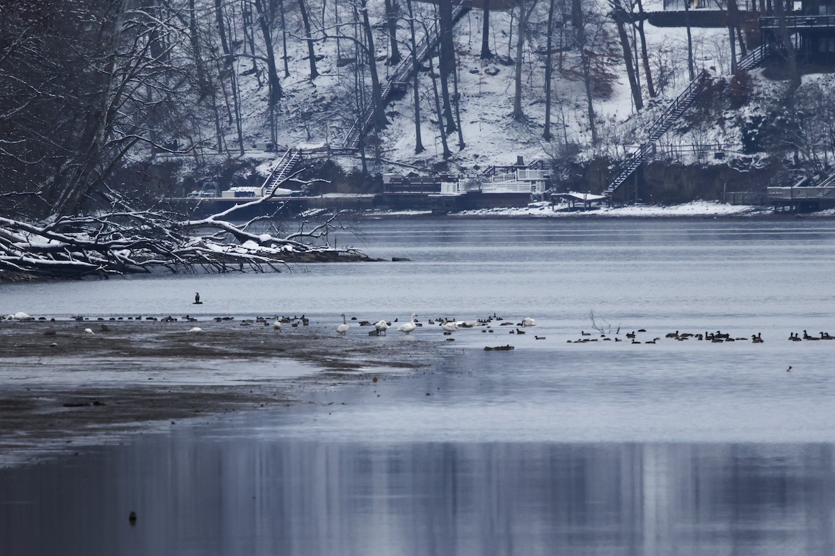 labuť malá - ML646307291