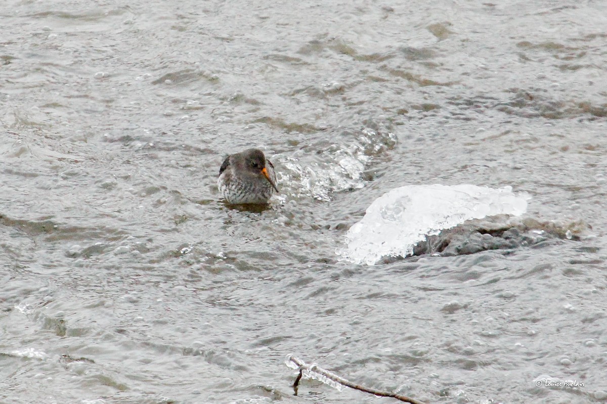 Mor Kumkuşu - ML646307295